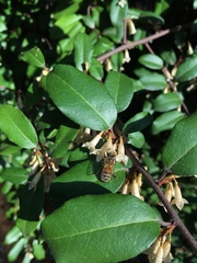 Angiospermae