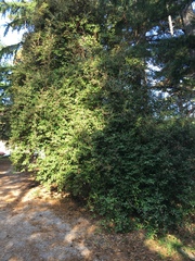 Angiospermae