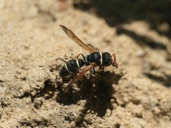 Hypodynerus tuberculiventris