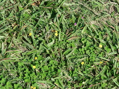 Arachis repens