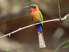 Red-Throated Bee-Eater photo 4