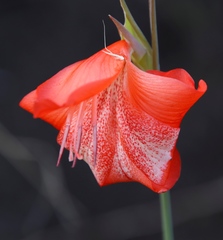 Gladiolus saundersii