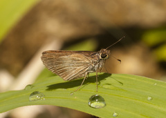 Vehilius stictomenes