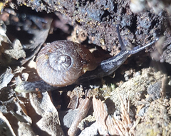 Tasmaphena lamproides