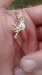 Oenothera coloradensis