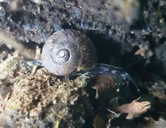 Tasmaphena lamproides