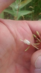 Oenothera coloradensis
