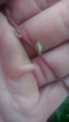 Oenothera coloradensis