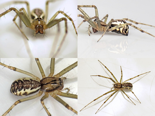 Common sheetweb spider