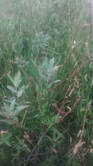 Oenothera coloradensis
