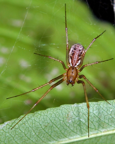Common sheetweb spider