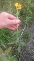 Helianthus nuttallii