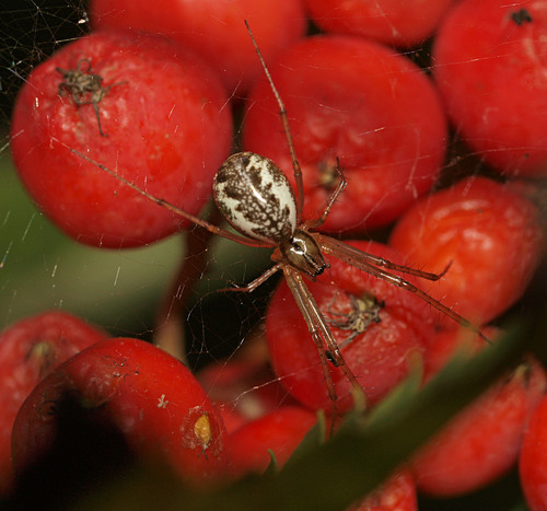 Common sheetweb spider
