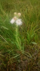 Liatris ligulistylis
