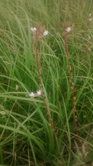 Oenothera coloradensis
