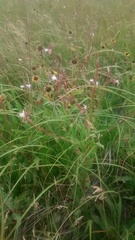 Oenothera coloradensis