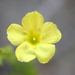 Stiff Yellow Flax - Photo (c) Samuel Brinker, some rights reserved (CC BY-NC), uploaded by Samuel Brinker