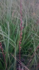 Oenothera coloradensis