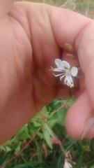 Oenothera coloradensis