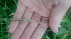 Oenothera coloradensis