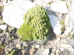 Abrotanella emarginata