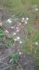 Oenothera coloradensis