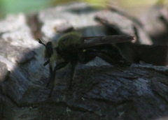 Laphria virginica