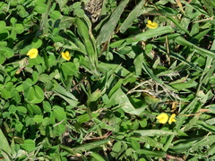 Arachis repens