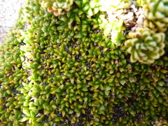 Abrotanella emarginata