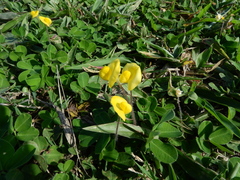 Arachis repens