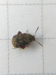 Acanthoscelides obtectus