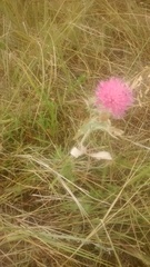 Cirsium flodmanii