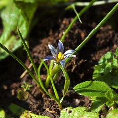 Romulea columnae
