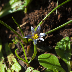 Romulea columnae