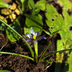 Romulea columnae