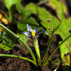 Romulea columnae