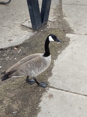 Branta canadensis
