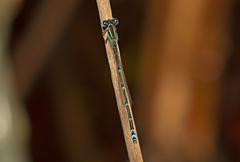 Austroagrion exclamationis