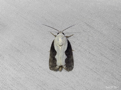 Tathothripa continua