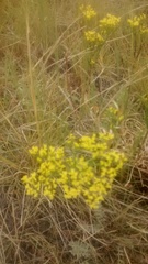 Eriogonum brevicaule
