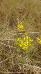 Eriogonum brevicaule