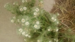 Oreocarya thyrsiflora