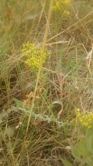 Eriogonum brevicaule