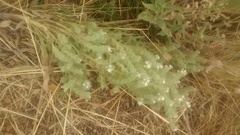 Oreocarya thyrsiflora