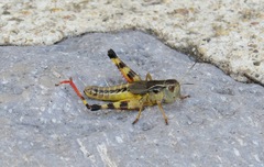 Boopedon flaviventris