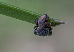 Simaethina
