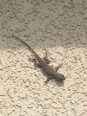 Sceloporus occidentalis