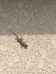 Sceloporus occidentalis