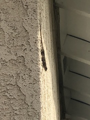 Sceloporus occidentalis