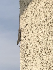 Sceloporus occidentalis